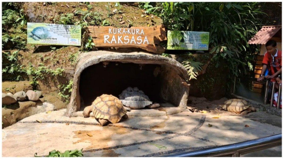 Salah satu wahana baru di Ngrembel Asri Semarang yaitu kura-kura raksasa.