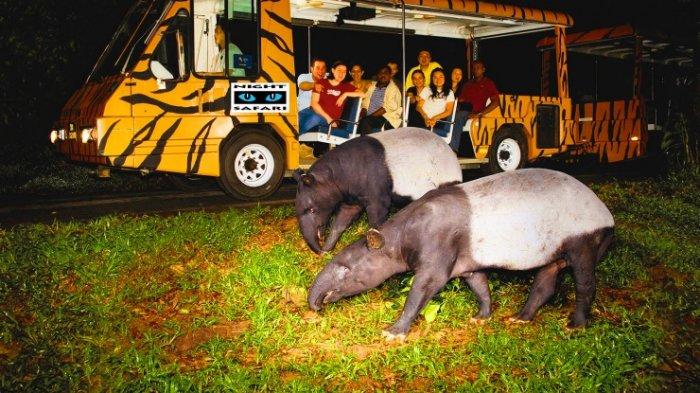 Night Safari Singapore, Kebun Binatang Pertama di Dunia untuk Binatang Malam
