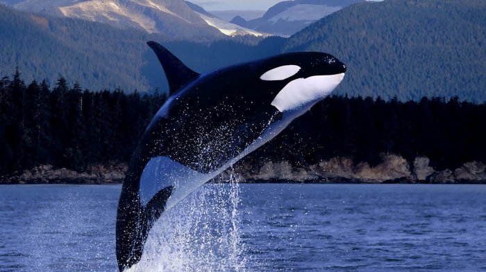 2 Hari Usai Tunjukkan Tanda Gelisah, Paus Orca Berusia 30 Tahun Tewas di SeaWorld Orlando AS
