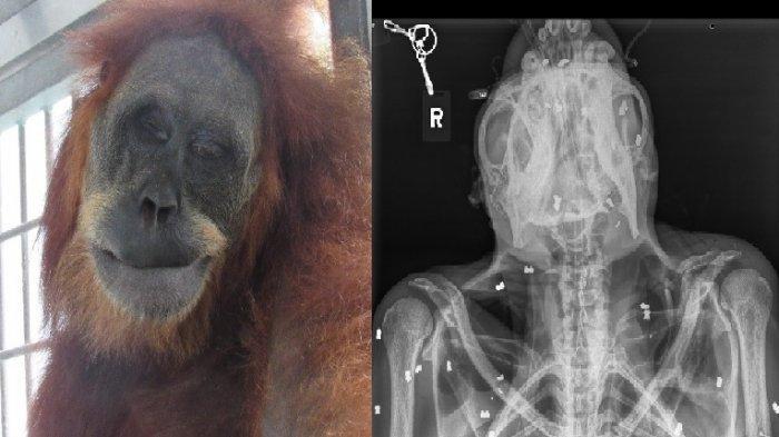Orang Utan yang Ditembaki 74 Peluru Senapan Angin Berangsur Pulih
