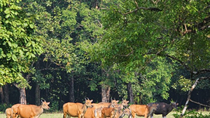 Taman Nasional Ujung Kulon - Selain Lihat Satwa di Padang Cidaon, Kamu Harus Kunjungi 5 Pulau Ini