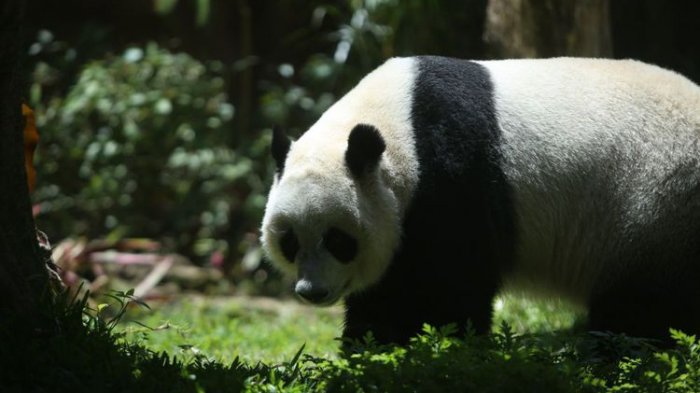 Dapatkan Perlakukan Khusus, Inilah Sederet Aturan yang Harus Diikuti Saat Lihat Panda di Karantina
