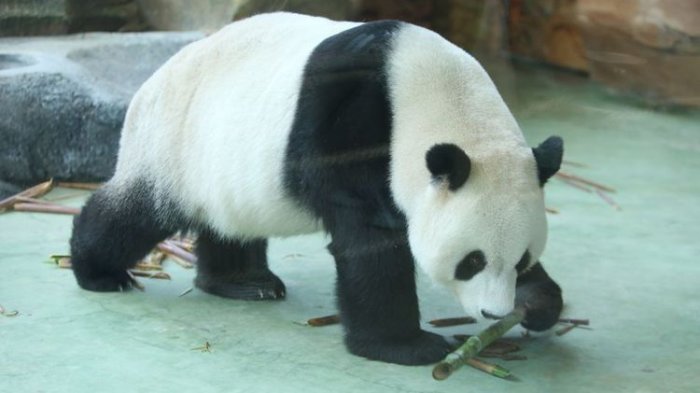 Demi Lihat Tingkah Lucunya, Inilah Waktu Terbaik Lihat Panda di Taman Safari Indonesia