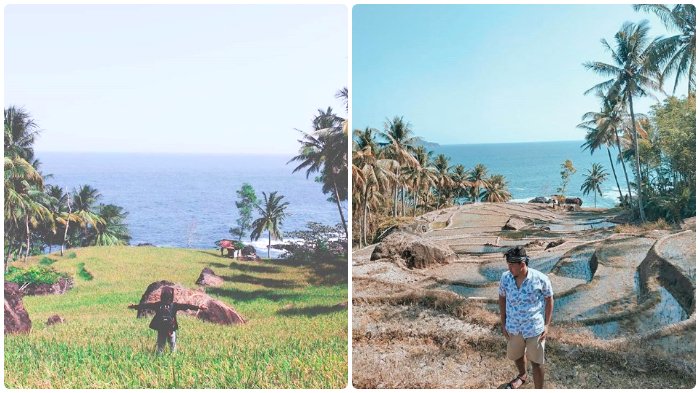 Hits di Instagram, Pantai Rajaan di Trenggalek Suguhkan Suasana Sawah Tepi Laut