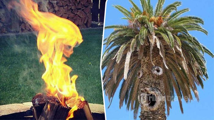 Bisa Lihat Wajah pada Foto-foto Ini? Itu Artinya Kamu Pareidolia, Nomor 8 Terlihat Seperti Tengkorak