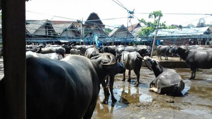 Fakta Unik Tedong, Kerbau yang Menjadi Bagian Penting dalam Tradisi Masyarakat Toraja