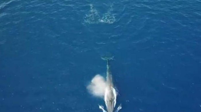 Langka! Seekor Paus Biru Terancam Punah Terlihat Berenang di Laut Merah Mesir