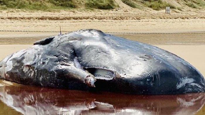 Paus Sperma Berukuran 16 Meter Mati Terdampar di Pantai, Pengunjung Diminta Waspada Aktivitas Hiu