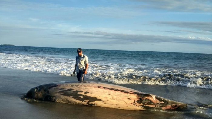 Ditemukan Bangkai Ikan Paus Sepanjang Empat Meter, Terdampar di Ujung Sikandang, Aceh Singkil