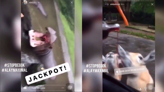Tercyduk Cekoki Hewan Liar dengan Miras, Pengunjung Taman Safari Ini 'Diamuk' Warganet: Kampungan!