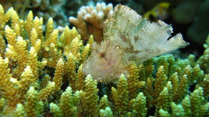 Pemandangan Bawah Laut Bunaken