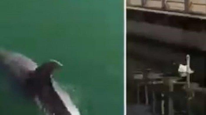 Penampakan Lumba-lumba Berenang di Kanal Venesia Viral di Medsos Setelah Italia Lakukan Lockdown