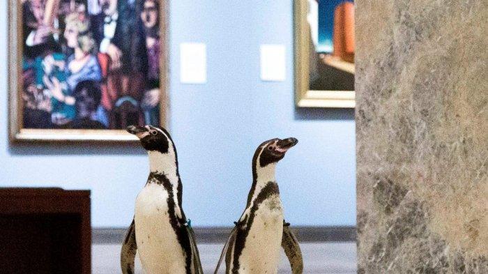 Layaknya Manusia, Sekelompok Penguin Kunjungi Museum Seni dan Kagumi Lukisan Terkenal
