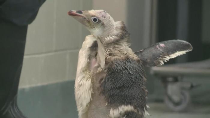 Penguin Ini Kehilangan Banyak Bulu, Lihat Apa yang Diciptakan Untuk Membantunya Bertahan Hidup