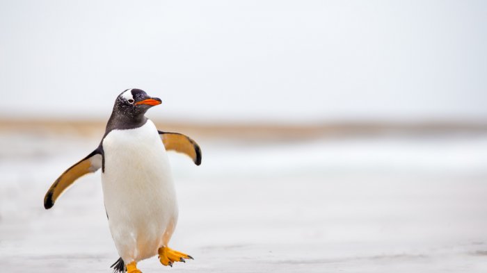 Jenis Kelamin Susah Diketahui dan Mulai Terancam, 7 Fakta Menarik Penguin yang Jarang Diketahui