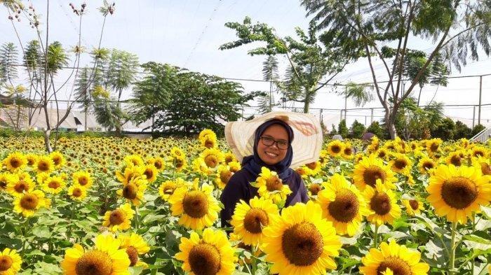 Indahnya Spot Foto Bunga Matahari di Sky Garden Paris Van Java yang Cocok Dikunjungi Sore Hari