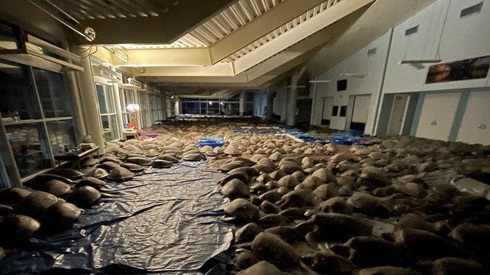 4.000 Penyu Berhasil Diselamatkan Selamai Badai Musim Dingin di Texas