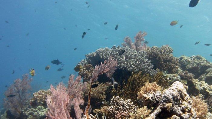 5 Spot Menyelam Terbaik di Indonesia, Jelajahi Keragaman Biota Laut di Perairan Pulau Menjangan