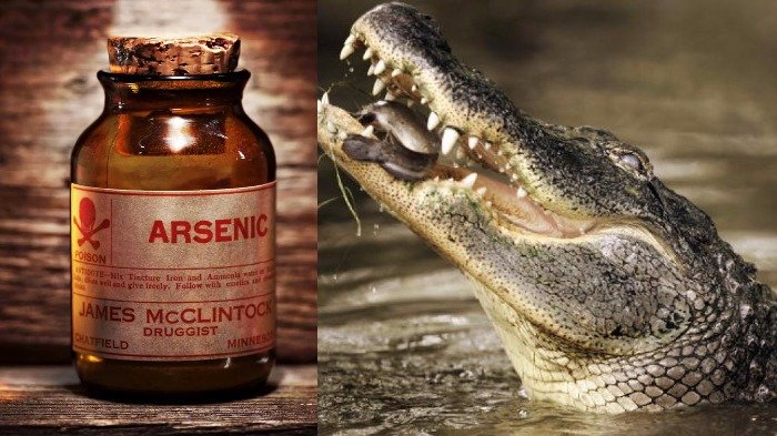Kotoran Buaya sampai Urin Unta, 5 Rahasia Perawatan Kecantikan di Masa Lalu Paling Tak Wajar
