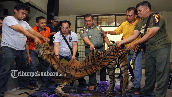 Suaka Margasatwa Barumun - Harimau Sumatera Tinggal 400 Ekor, Ini Upaya Penyelamatannya