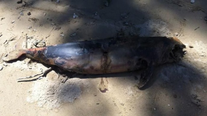 Miris! Bangkai Pesut Ditemukan di Sungai Mahakam Kalimantan Timur