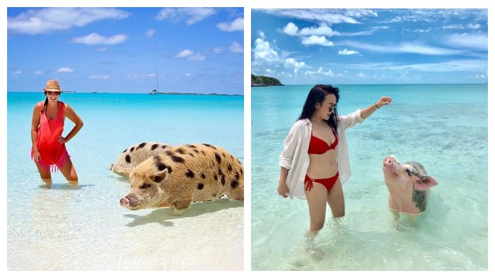 Pig Island, Pantai Cantik di Bahama dengan Babi-babi yang Piawai Berenang