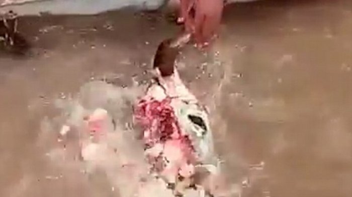 Piranha Haus Darah dengan Ganas Cabik Kepala Sapi! Beberapa Kasus Lain Ikan Buas Ini Bikin Merinding