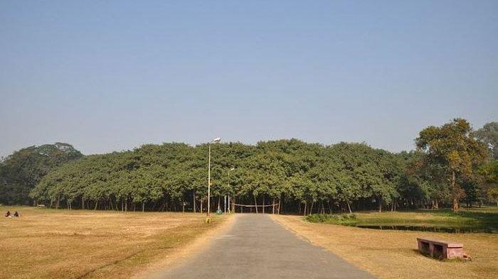 Pohon Beringin Terbesar di Dunia Ini Bisa Membentuk Hutan Sendiri, Seperti Apa Ya?