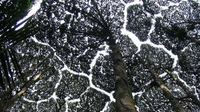 Terkenal dengan Bau Harum yang Semerbak, Ini 5 Pohon Indonesia yang Sering Digunakan Jadi Wewangian