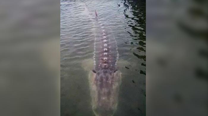Video Ikan Raksasa Misterius Hebohkan Warga Ranu Pakis Lumajang, Nelayan Ungkap Faktanya