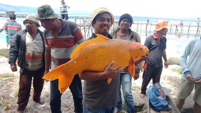 Viral di Medsos, Seorang Pria Tangkap Ikan Mas Seberat 15 Kilogram di Danau Toba