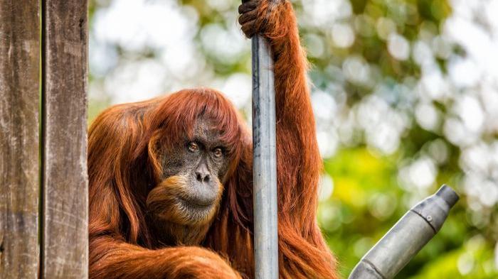 Puan - Bukan dari Indonesia, Inilah Asal Orangutan Sumatera Tertua di Dunia