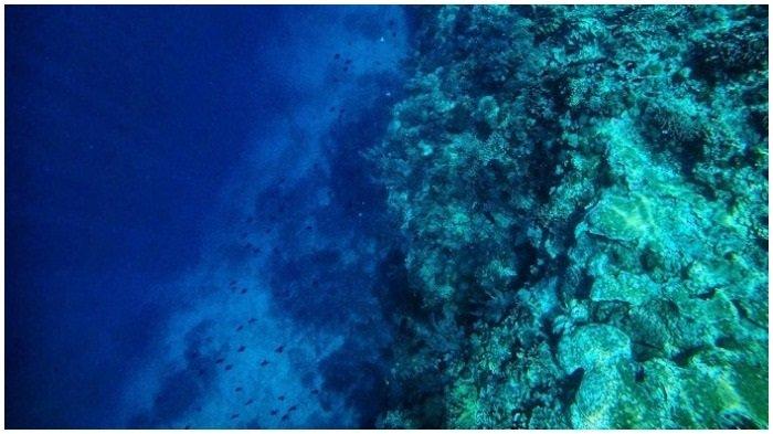 Mengintip Keindahan Alam Bawah Laut Pulau Kambing Bontobahari, Surganya Para Penyelam