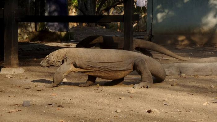 Pulau Komodo - Perempuan Haid Tak Usah ke Sini, Begini Alasannya