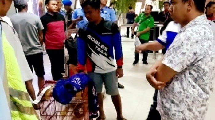 4 Fakta Hilangnya Burung Kacer di Bagasi Pesawat Garuda Indonesia