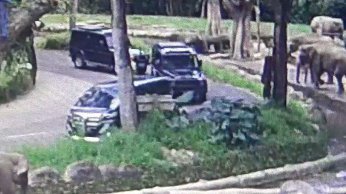 Dijaga Ketat Sejak Pagi, Jokowi Boyong Anak Cucu Liburan ke Taman Safari Bogor