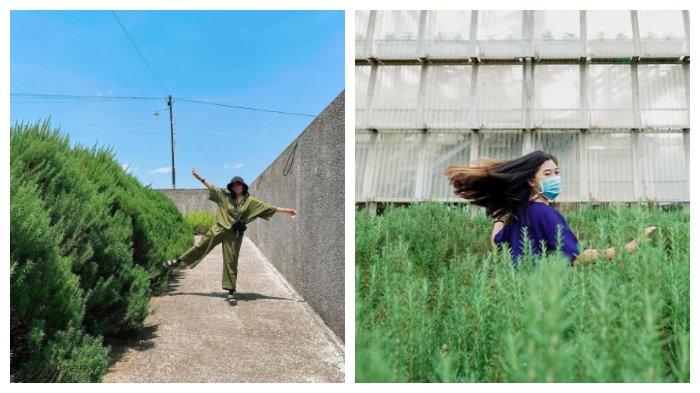 5 Spot Foto Instagramable di Rumah Atsiri, Ada Green House, Museum hingga Rosemary Ramp