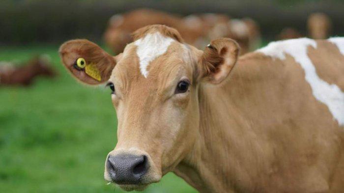 Sebelum Disembelih, Sapi Kurban di Padang Dimandikan Terlebih Dahulu