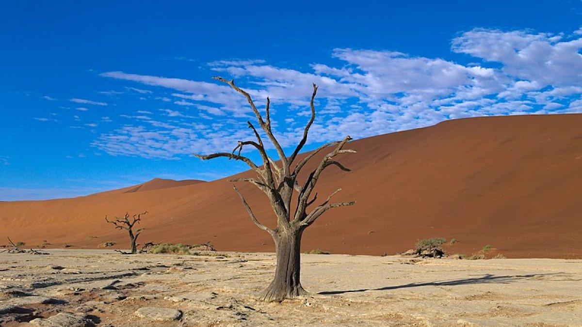 Fakta Unik Dead Vlei, Keajaiban Alam yang Gelap dan Mati di Namibia