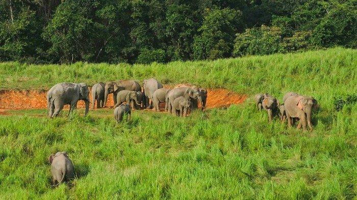 Mulai 1 Juli 2020, 127 Taman Nasional di Thailand Akan Dibuka Kembali untuk Wisatawan