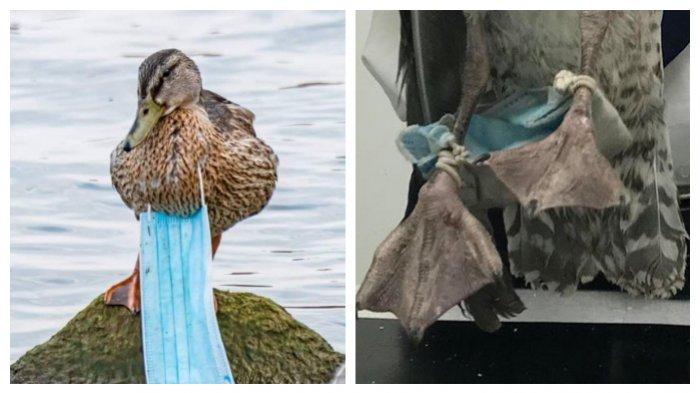 Viral di Medsos, Foto-foto Menyedihkan Satwa Terjerat Sampah Masker Sekali Pakai
