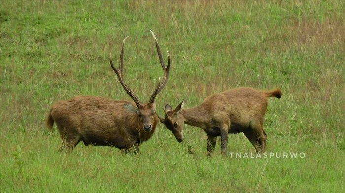 Savana Sadengan di Taman Nasional Alas Purwo