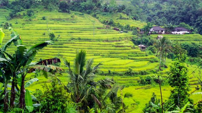 Festival Budaya Pertanian Bali - Ayo Tangkap Bebek dan Makan Kuliner Khas Pulau Dewata Gratis