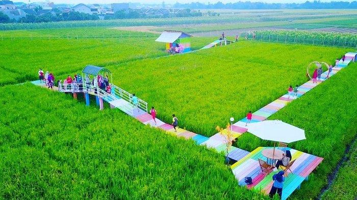 Sawah Instagramable Baru Jadi Tempat Wisata di Pemalang yang Hits, Cocok Buat Foto-foto