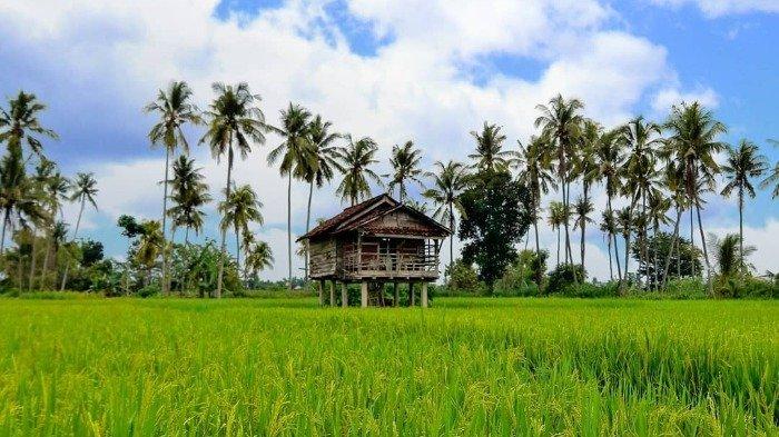 Kawasan Sawah Mangaran Wongsorejo Banyuwangi Viral di Medsos, Intip Potret Keindahannya