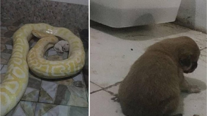 Kebun Binatang di China Ini Jadikan Anak Anjing Sebagai Santapan Ular, Sungguh Keterlaluan!