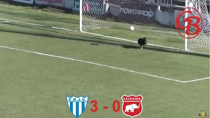 Viral, Seekor Anjing Tak Sengaja Menyelamatkan Gol pada Pertandingan Sepakbola di Argentina