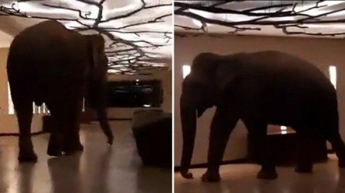 Viral di Medsos, Seekor Gajah Berukuran Rakasasa Masuk ke dalam Hotel Berbintang Lima