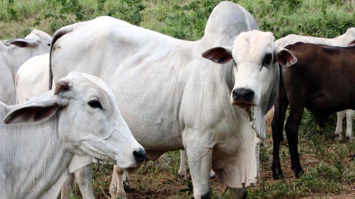 Termahal di Dunia, Sapi Ras Nelore Punya Harga Mencapai Rp  64 Miliar