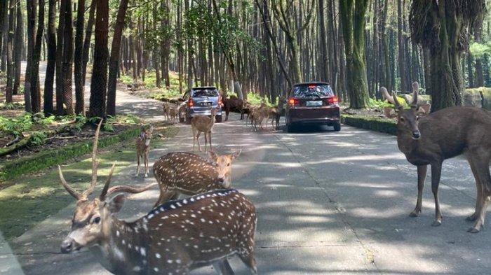 Sejumlah satwa di Taman Safari Prigen, Pasuruan, Jawa Timur, Kamis (3/2/2022)